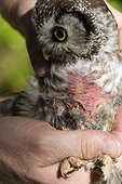 Boreal Owl brood patch of Jura Switzerland 