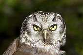 Portrait of Boreal Owl Jura Switzerland 