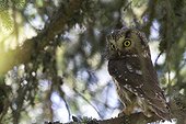 Female boreal owl on a pine branch Jura Switzerland