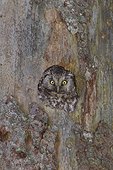 Female boreal owl nest in a tree Jura Switzerland 