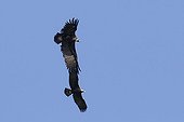 Imperial Eagle and Monk Vulture in flight Extremadura Spain