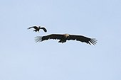 Monk Vulture and Egyptian Kite in flight Extremadura Spain 
