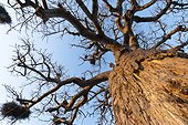 Baobab in Mopani Camp Kruger NP Mpumalanga South Africa 