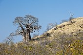 Baobab near Mopani Camp Kruger NP Mpumalanga South Africa 