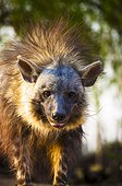 Portrait of brown hyena in South Africa 