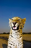 Portrait of a snarling Leopard  South Africa 