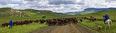 Herdsmen driving cattle Eastern Cape South Africa ; Near Rhodes