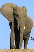African Elephant Chobe NP Botswana 