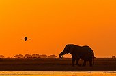 African Elephant at dusk Botswana Chobe NP 