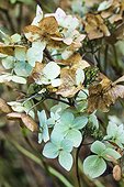 Faded hydrangea 'Jean Varnier' in a garden in autumn