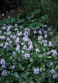 Water hyacinthes in bloom in a garden