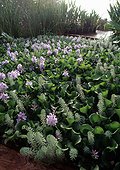 Water hyacinthes in bloom in a garden pound ; Design: A. Maurières & E. Ossart
