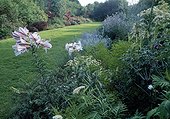 Mixed-border in a garden