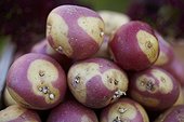 Harvest of potatoes 'Oeil de Sologne' in a kitchen garden
