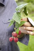 Harvest of raspberries in a garden