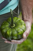Harvest of a green scallop squash in a kitchen garden