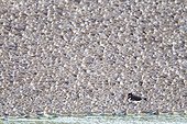 Oystercatcher in a flock of Knots roosting in autumn