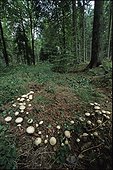 Wood Mushrooms fairy ring in the undergrowth