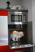 Persian cat within a furnace 