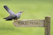Cuckoo perched on a public footpath sign England