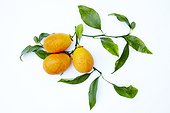 Harvest of citrangequats 'Thomasville' in studio