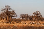 Baobabs in savanna Tarangire NP Tanzania 