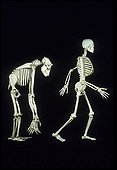 Human skeleton versus Gorilla skeleton