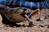 Portrait of an Indian Cobra swallowing a rodent 
