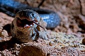 Indian cobra swallowing a rodent  