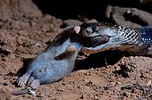 Indian cobra swallowing a rodent 