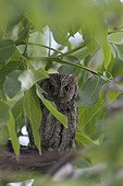 Eurasian Scops Owl on a branch Turkey