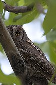 Eurasian Scops Owl on a branch Turkey