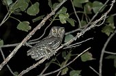 Eurasian Scops Owl on a branch at night Spain