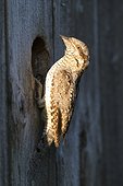 Wryneck at the entrance to a birdhouse Vaud Switzerland