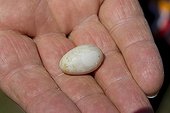 Unhatched egg of Wryneck spring Vaud Switzerland 