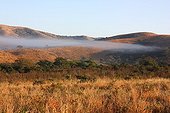 Morning Mist on the Hluhluwe reserve South Africa