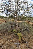 Welwischia growing near a Commiphora Namibia  ; Women of Himba people use the leaves of this tree to make perfume. 