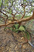 Welwischia growing near a Commiphora Namibia  ; Women of Himba people use the leaves of this tree to make perfume. 