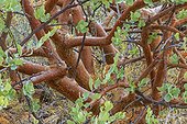 Commiphora Namibia in the rainy season  ; Women of Himba people use the leaves of this tree to make perfume. 