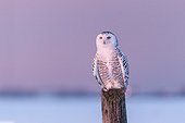 Snowy Owl on a pole Quebec Canada 