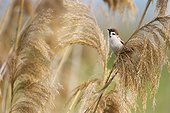 Tree Sparrow perched on a phragmite at spring Greece