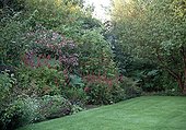 Mixed-border of perennials in a garden