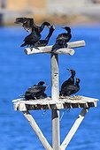 Cape cormorants nesting on a platform Nambia 