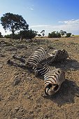 Mountain zebra died in the Namib Desert Namibia 