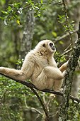 White handed gibbon on a branch