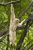 Lar gibbon hanging on a branch 
