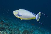 Bignose Unicornfish on reef South Male Atoll Maldives