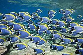 Shoal of Powder Blue Tangs Thaa Atoll Maldives