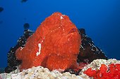 Red Giant Frogfish on reef North Male Atoll Maldives
