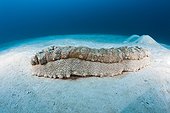 Anax Sea Cucumber on sand North Male Atoll Maldives